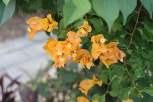 黄色三角梅