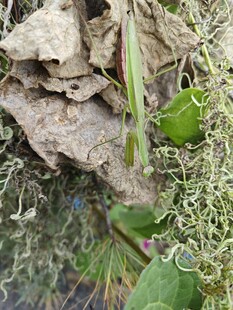 螳螂 刀螂 刀螳