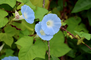 蓝色牵牛花