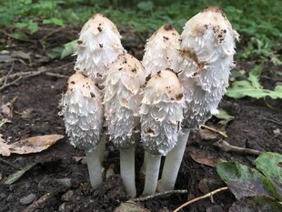 白蘑菇