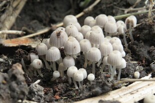 白蘑菇