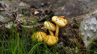 小蘑菇