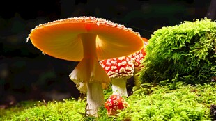 红蘑菇