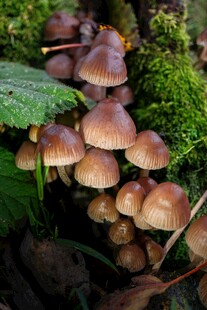 野生蘑菇群