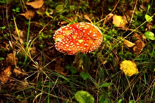 红蘑菇