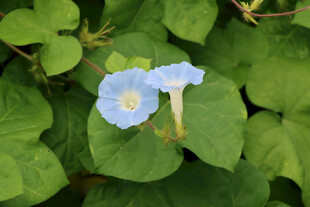 蓝色牵牛花
