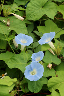蓝色牵牛花