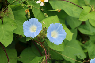 牵牛花