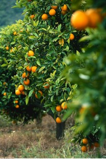 橘子树  