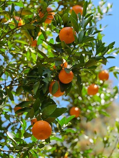 橘子树  