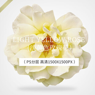 浅黄色玫瑰花 月季花 白色月季