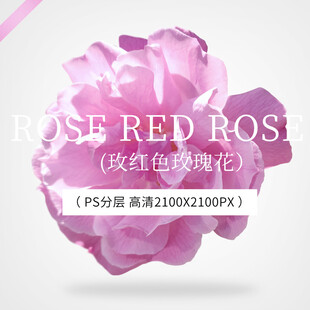 玫红色玫瑰花 紫色月季花 高清