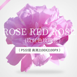 玫红色玫瑰花 紫色月季花 高清