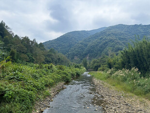 青青河岸边