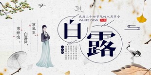 白露节气宣传海报展板