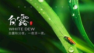 白露节气宣传海报展板