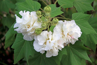 白色木芙蓉花