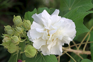 白色木芙蓉花