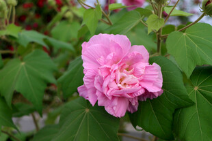 粉色木芙蓉花