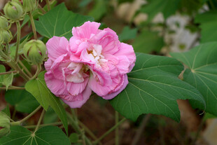 粉色木芙蓉花