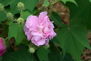 粉色木芙蓉花