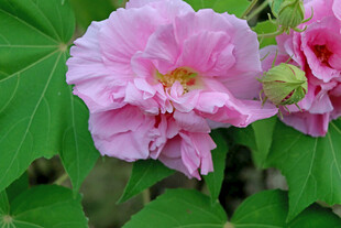粉色木芙蓉花