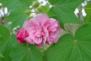 粉色木芙蓉花
