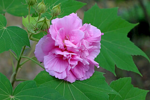 粉色木芙蓉花