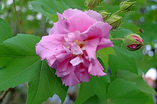 粉色木芙蓉花