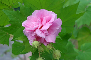 粉色木芙蓉花