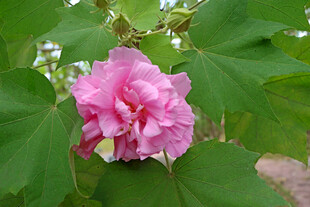 粉色木芙蓉花