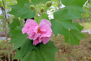 粉色木芙蓉花