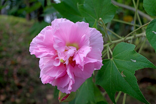 粉色木芙蓉花