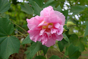 粉色木芙蓉花