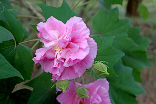 粉色木芙蓉花