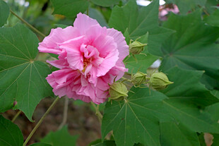 粉色木芙蓉花