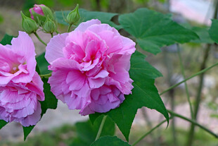 粉色木芙蓉花