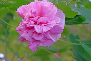 粉色木芙蓉花