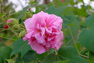 粉色木芙蓉花