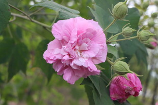 粉色木芙蓉花