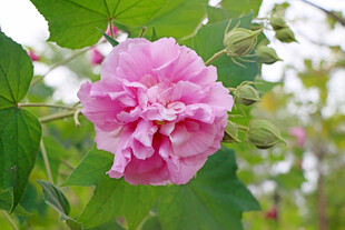粉色木芙蓉花