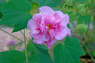 粉色木芙蓉花