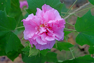粉色木芙蓉花