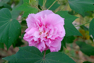 粉色木芙蓉花