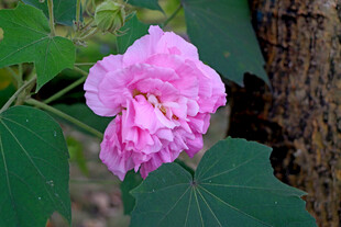 粉色木芙蓉花