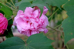 粉色木芙蓉花