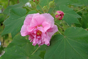 粉色木芙蓉花
