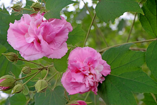 粉色木芙蓉花