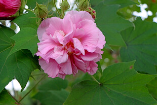 粉色木芙蓉花