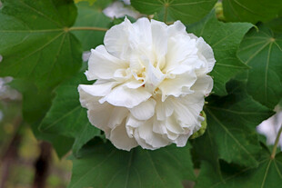 白色木芙蓉花